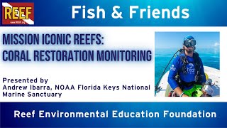 REEF Fish amp Friends quotMission Iconic Reefs Coral Restoration Monitoringquot with Andrew Ibarra [upl. by Rothenberg992]