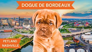 Dogue De Bordeaux Breed Highlights [upl. by Alahc]