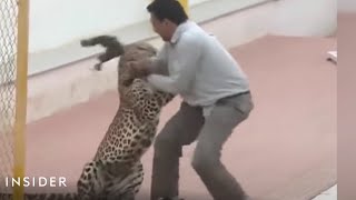 Leopard Attacked A School In India [upl. by Bryanty]