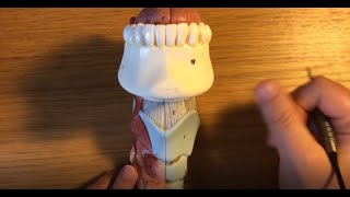 Laryngeal Anatomy Part 3 anatomy applied to airway management [upl. by Julee]