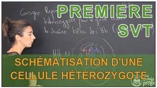 Schématisation dune cellule hétérozygote  erreurs à éviter  SVT  1ère  Les Bons Profs [upl. by Annoed]