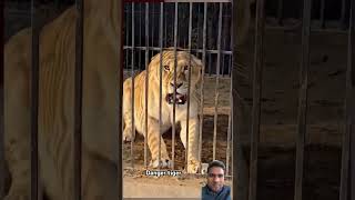 Denger tiger lion zoo trending shortvideo [upl. by Eyeleen925]