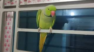 MY ADORABLE PARROT VIDEO [upl. by Enirol978]