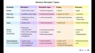 Sensory Receptors  Chemoreceptors  noorpharmacylectures8513 [upl. by Roselani]