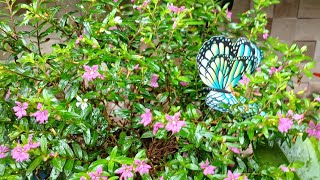 como estão as flores no meu jardim [upl. by Nazarius]