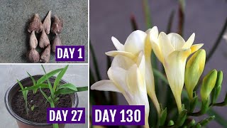 how to grow freesia bulbs in pots  planting freesia bulbs in containers  freesia planting time Uk [upl. by Brandice]