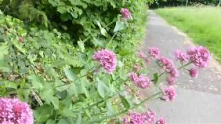 Centranthus ruber  Rauð Valerian  Gyðjustafur  Sumarblóm  Geitblaðsætt [upl. by Atiuqes]