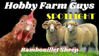 HFG Farm Animal Spotlight Rambouillet Sheep [upl. by Ulda]