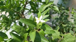 Growing a Limequat in a Pot Part 3 The flowers are out and the bumble bee has arrived [upl. by Fortune]