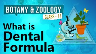 What Is Dental Formula  Human Digestive System  Biology Class 11 [upl. by Eusebio]