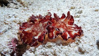 Discodoris boholiensis nudibranch in Romblon  Philippines July 2024 [upl. by Irv]