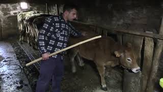 Ganaderos en su hábitat  Asturiana de los Valles en Cayón  1532024 [upl. by Gordy]