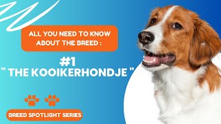 Breed Spotlight 1  KOOIKERHONDJE  The Dutch Decoy Dog [upl. by Ahsekad]