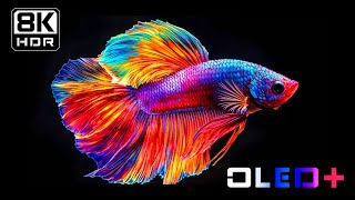 BEST OF OLED  Amazing Scenes in 8K HDR  Dolby Vision™ [upl. by Inavihs]