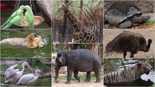 NEHRU ZOO HYDERABAD  HD Video  FULL Coverage  nehru zoological park [upl. by Norrej]