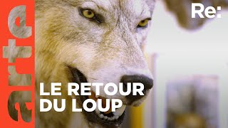 Le loup un animal qui dérange   ARTE Regards [upl. by Nylisoj94]