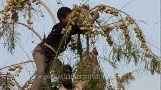 Climbing an amla tree for the sour fruit [upl. by Leirrad468]