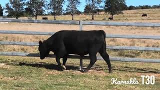 Aussie Angus Brangus Bull Sale Lot 25 Karnahla Troop T30 [upl. by Anial19]