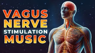 528Hz Vagus Nerve Stimulation Meditation Music  Parasympathetic Nervous System Healing Frequency [upl. by Aihtniroc]