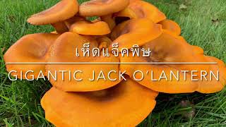 สวยอันตราย💥เห็ดแจ็คพิษยักษ์ ก้านดอกใหญ่กว่าแขน😱Gigantic Jack O’Lantern Mushroom [upl. by Ahsenhoj]