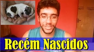 Como Cuidar Filhotes de Cachorro Recém Nascidos [upl. by Ycram]