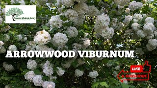 Arrowwood Viburnum Shrubs  Tn Nursery [upl. by Attenahs]