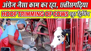 quotThe Hoof Trimming Revolution Inside SARDA Dairy Raipur Chhattisgarh।। Khur Trimming [upl. by Farra191]