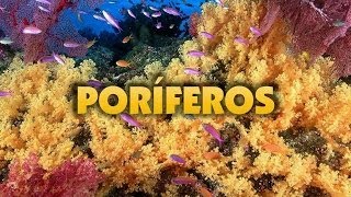 Poríferos Filo Porífera [upl. by Reifnnej]