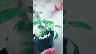 Dorstenia foetida flower YouTube Shorts [upl. by Eerahc217]