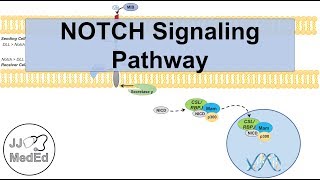 Notch Signaling Pathway  Purpose and Mechanism [upl. by Ordnael675]