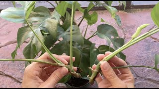 How to propagate Rhaphidophora tetrasperma mini monstera  water vs moss experiment [upl. by Sucramrej]