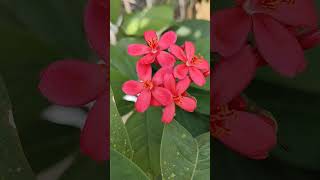 Jatropha integerrimaflowerpinkbeautiful colorsnatureshorts💕🌸🌸 [upl. by Evreh]