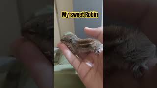 squirrel animals Baby squirrel chirping cute [upl. by Nahallac]