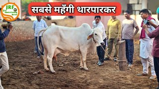 👍आज तक की सबसे महँगी थारपारकर गाय बिकी CCBF Suratgarh Farm से👍282000Rs👍Highest priced Thar [upl. by Rog]