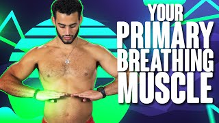 How to Treat Massage Stretch amp Strengthen Your Diaphragm Muscle breathing muscle [upl. by Aikkan350]