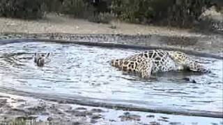 Giraffe falls into water  KRUGER [upl. by Sabec]