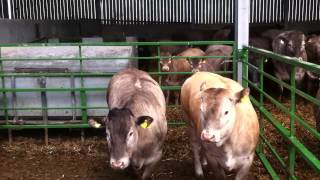 Bazadaise Cattle Open Day  10 [upl. by Mansur]