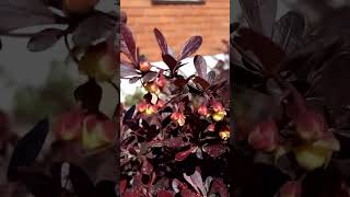 Interesting beautiful redleaved barberry blooms Интересный красивый барбарис краснолистный цветет [upl. by Fineman]