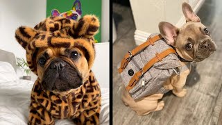 The funniest French Bulldog video  Frenchie compilation [upl. by Repsac]