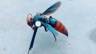 wasp sting  golden wasp captured in camra  wasp documentary [upl. by Mckay]