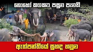 ඇත්පන්තියේ සියල්ල එක්වු ඇත් හමුවේ නොදුටු දසුන්Tame tusker group meeting perahera2024 [upl. by Foley]