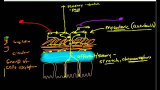 Physiology of Peristalsis [upl. by Llerrehs855]