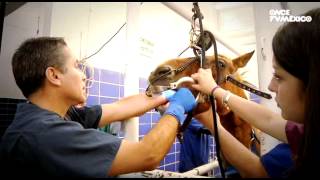 Hospital Veterinario  Programa 1 Yegua Lucero 18092012 [upl. by Hullda412]