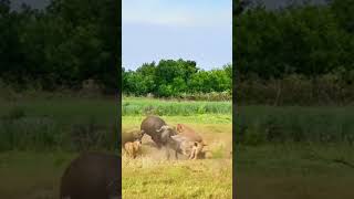 Bison vs Lion this super game is too fierce Animal combat power competition [upl. by Adlee]