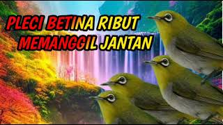 suara pleci betina ribut terapi untuk pleci jantan cepat gacor buka paruh [upl. by Aleirbag]