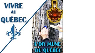 Comment on récolte leau des érables Vivre au Québec [upl. by Nebeur]