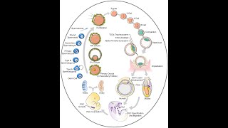 Genetic control of gametogenesis [upl. by Nosbig]