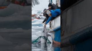 rescuing a mother dolphin caught in a fishing net touching story [upl. by Beaulieu]