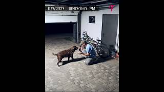 Playful good boy foils a burglars plan shorts [upl. by Uhile]