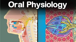 Oral Physiology Mastication Gustation Salivation Deglutition [upl. by Vanya]